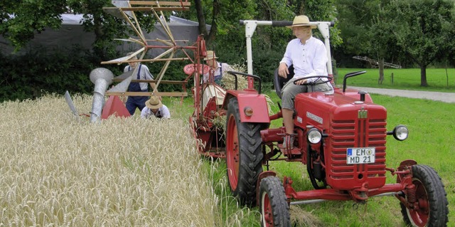 Schlepperfreunde in Rheinhausen  ernten Weizen mit historischen Landmaschinen.  | Foto: Janina Ruth