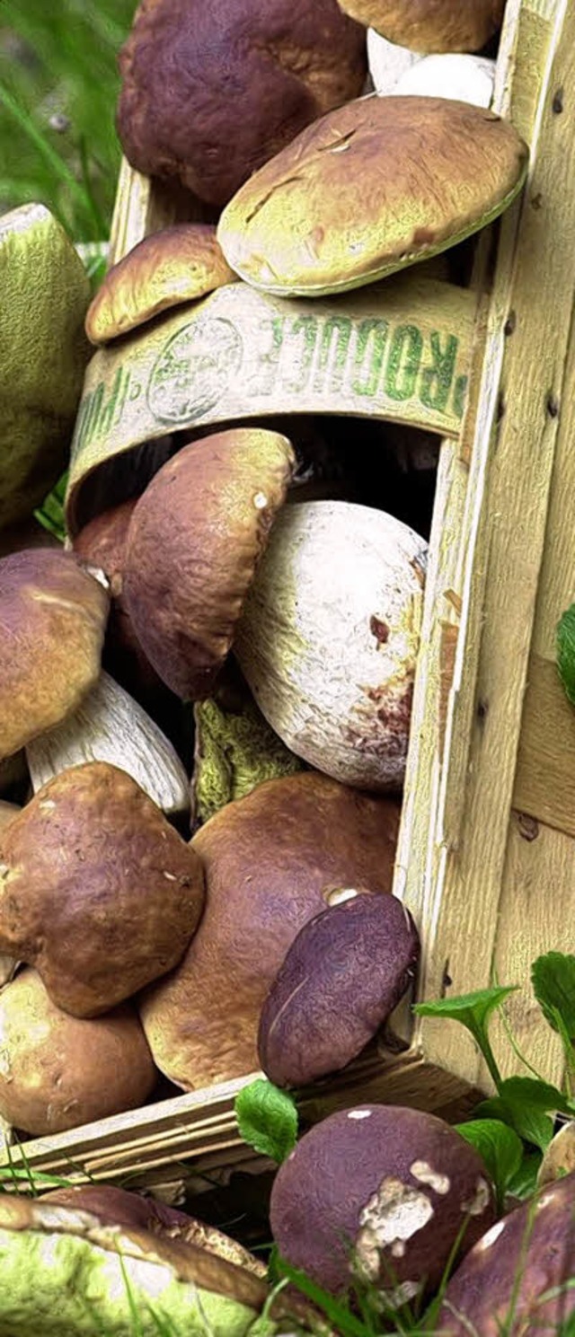 beraus begehrt bei Sammlern und Gourmets: Steinpilze aus dem Sdschwarzwald.  | Foto: DPA