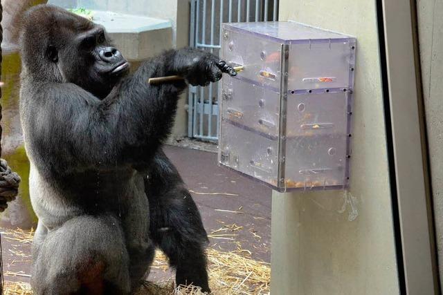 Beschäftigungstherapie für Gorilla & Co im Basler Zoo