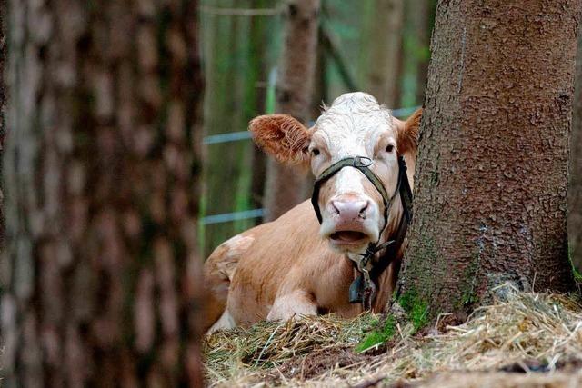 Stier Ernst soll Ausreier-Kuh Yvonne aus dem Wald locken