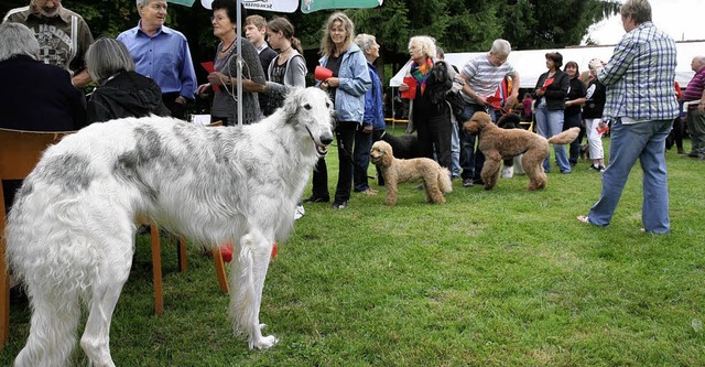 Auer Konkurrenz: Fr den Windhund war...lubs Hochrhein natrlich viel zu kurz.  | Foto: Hans-Jrgen Hege