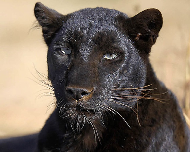 Verirrt I: der Panther   | Foto: dpa