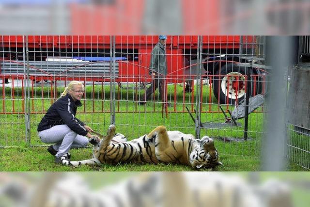 Starke Mnner und groe Tiger