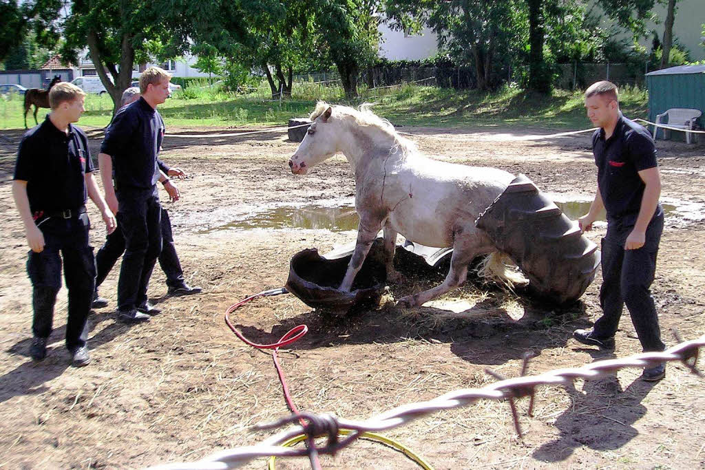 Die Feuerwehr in Hannover das Pferd aus einer misslichen Lage befreit. Die Retter zerschnitten kurzerhand das dicke Gummirad und befreiten das Pony. Nach erster Einschtzung der Tierrztin hat es keine bleibenden Schden davongetragen.