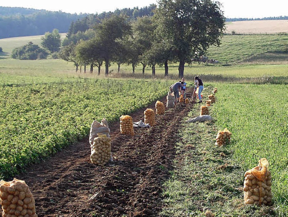 Die Hobbylandwirte des Musikvereins Re...e gute Frühkartoffelernte einfahren..   | Foto: Privat