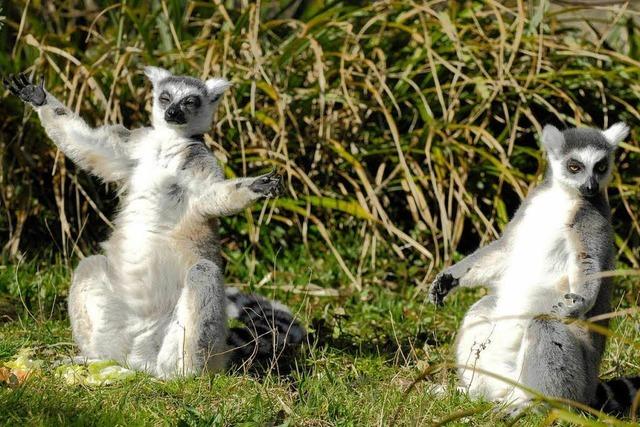 Zolli: Quartett soll das Liebesleben der Lemuren anheizen