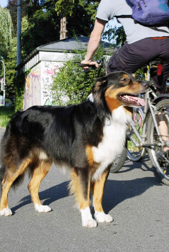 Frei laufen drfen Hunde auch knftig in Maleck.   | Foto: BZ-Archiv