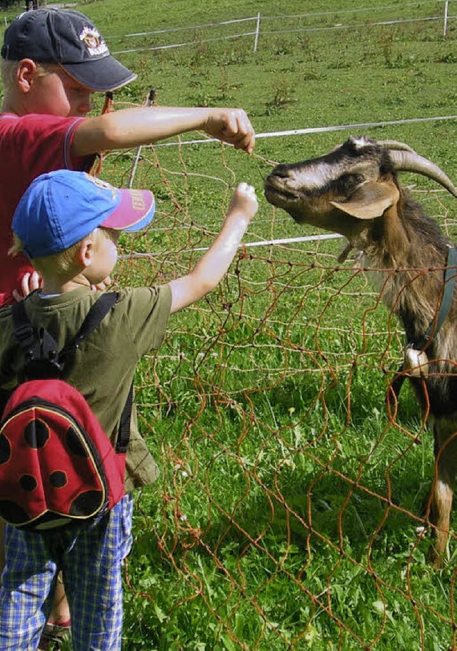 Die Tiere, wie hier die Ziegen, waren ...ie Kinder auf dem Nestorhof die Stars.  | Foto: Christiane Sahli