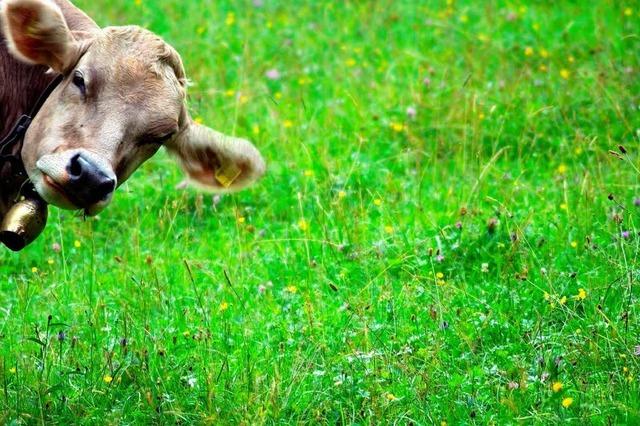 Angriff auf Urlauber: Wenn die Kuh zur Attacke blst