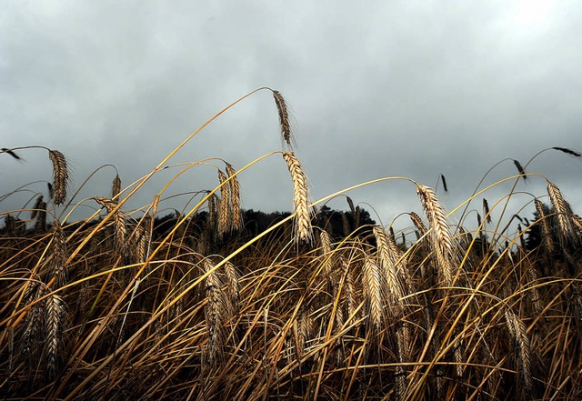 Feucht hngen die Weizenhalme auf einem Feld.   | Foto: DPA