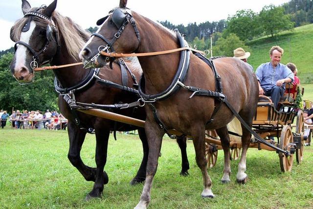 Fotos: Die Fohlenschau im Kohlenbacher Tal