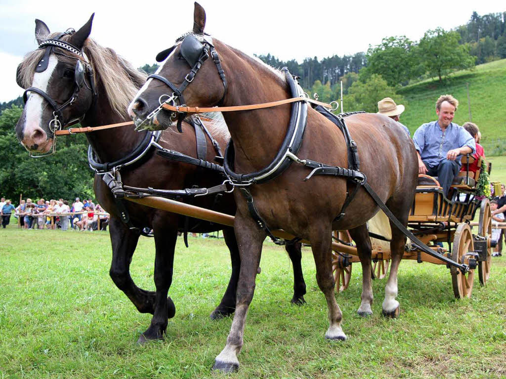 Fohlenschau 2011