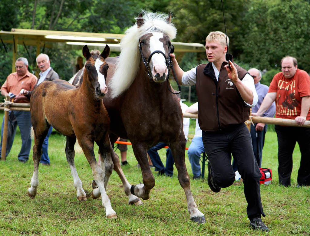 Fohlenschau 2011