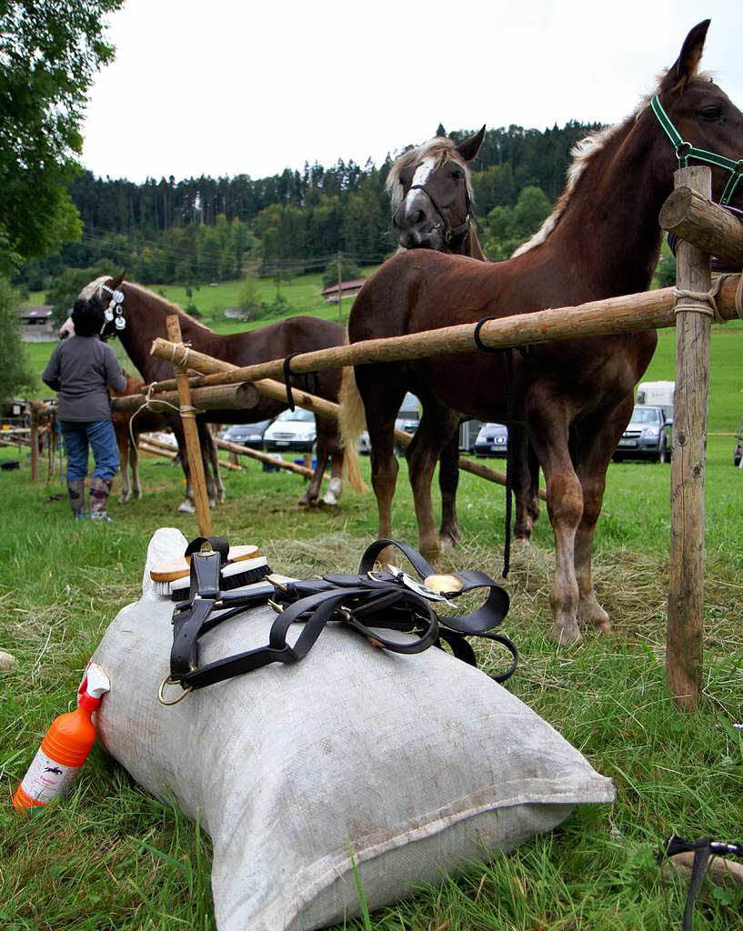 Fohlenschau 2011