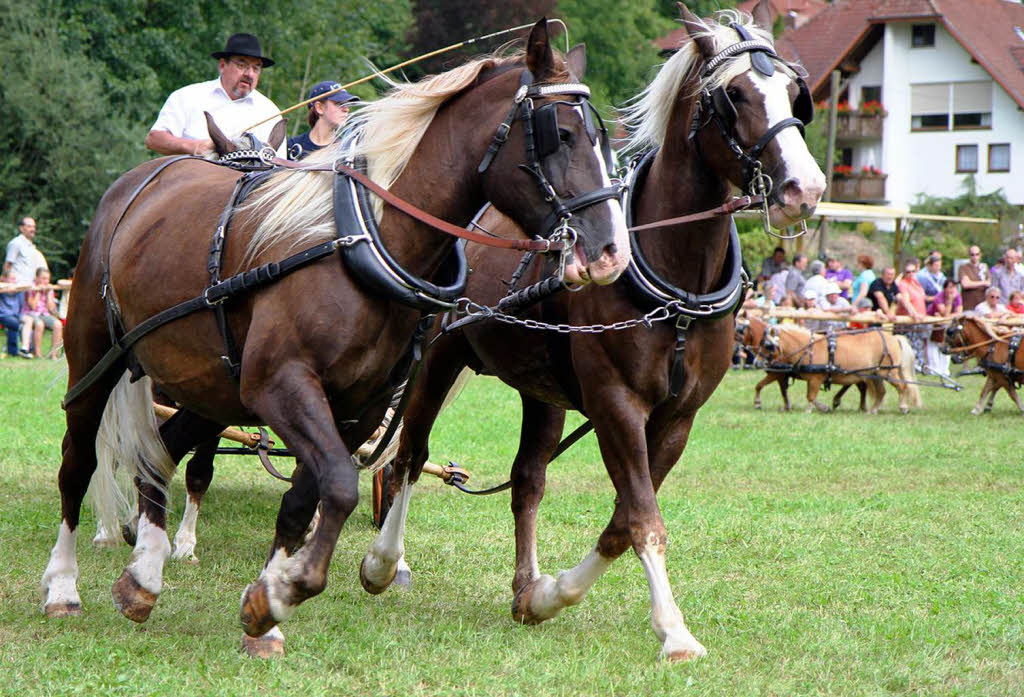 Fohlenschau 2011