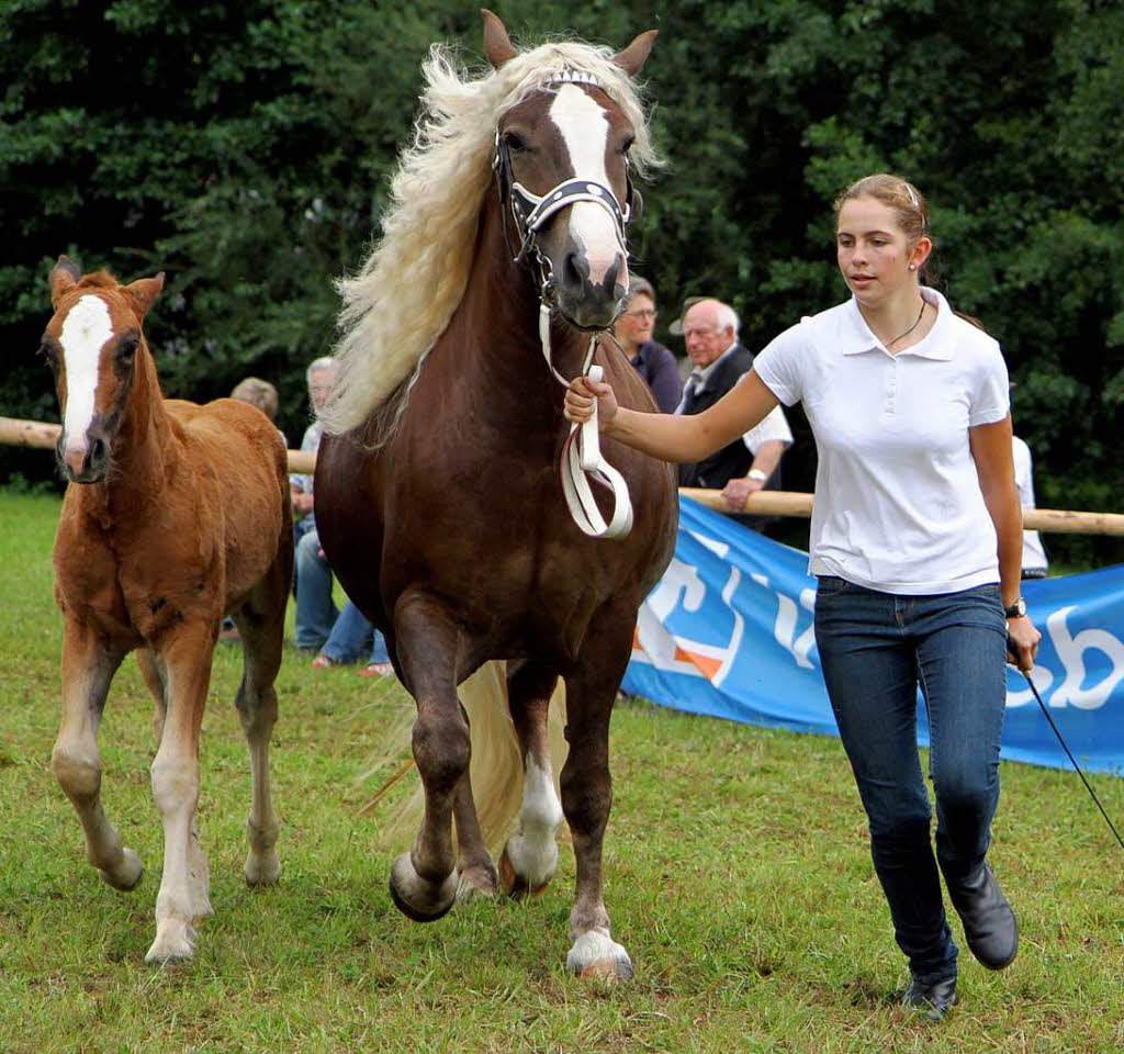 Fohlenschau 2011