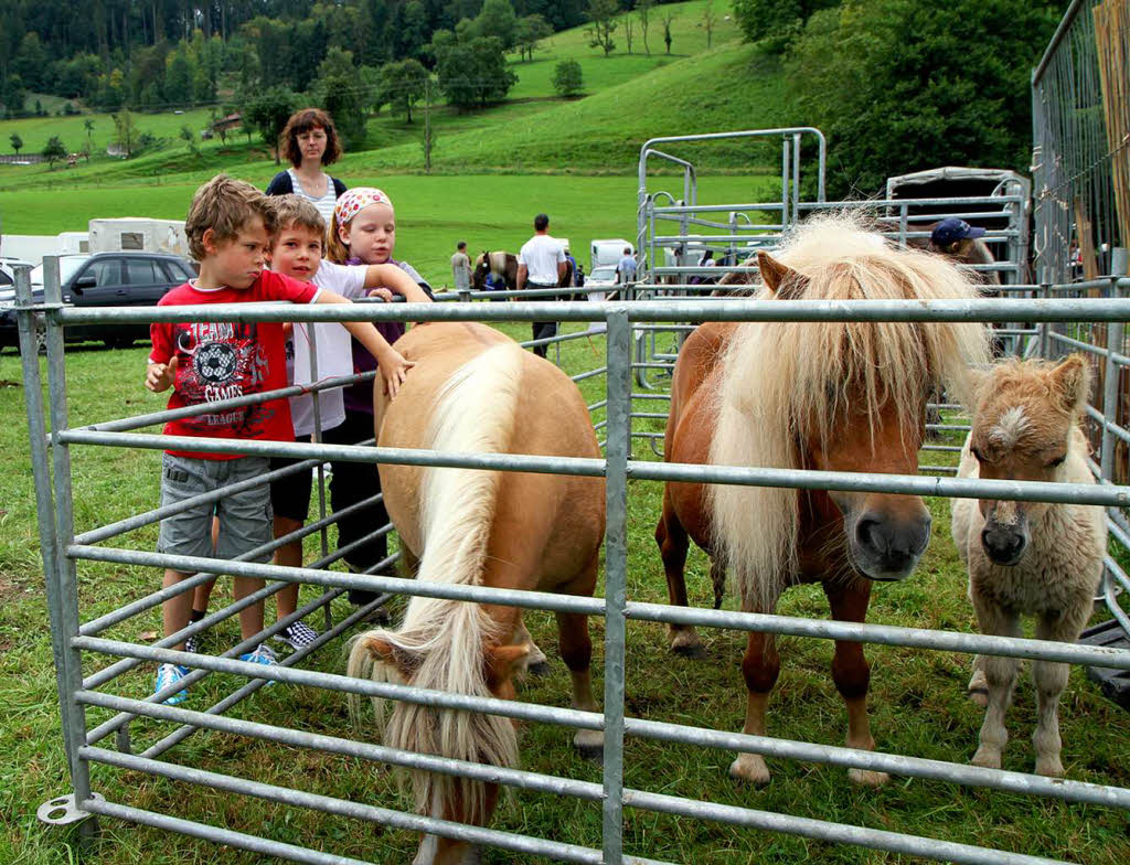 Fohlenschau 2011