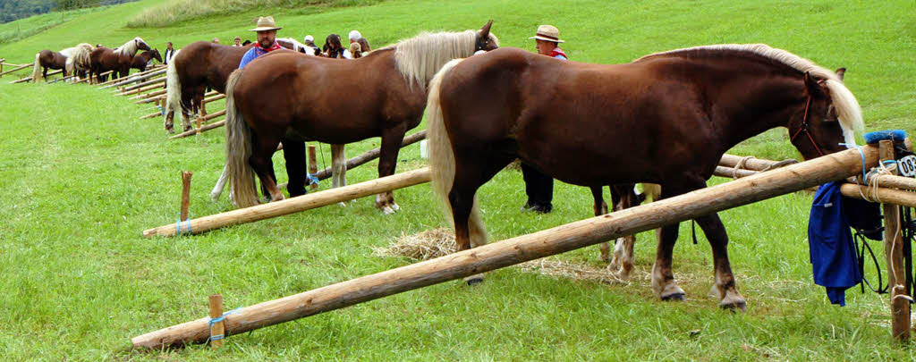 Fohlenschau 2011