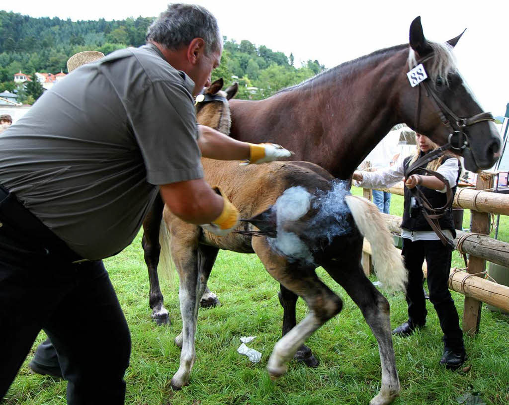 Fohlenschau 2011