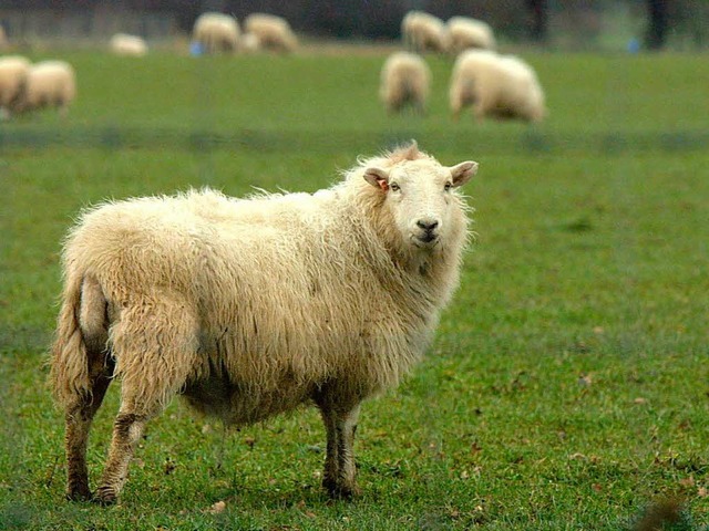 Da gehren Schafe hin: auf die Weide. ...n Auto, das auf Tempo 60 beschleunigt.  | Foto: ImageForum