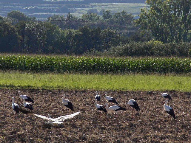 Jungstrche vor dem Abflug   | Foto: Volker Brecht