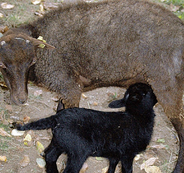 Nachwuchs bei den &#8222;Mini-Schafen&#8220; im Zoo.   | Foto: Sarah Bandmann