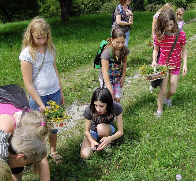 Zahlreiche Kruter und Grser fanden die Kinder auf ihrer Exkursion in Karsau.   | Foto: Manfred Risch