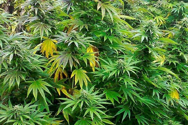 Polizei hebt Cannabis-Anlage aus