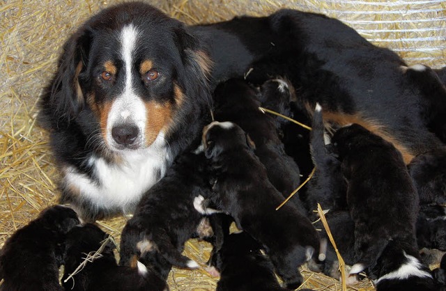 Eine schwere Geburt hatte Hundemama Ci...pen &#8211; berlebt haben aber alle.   | Foto: (2) M. benz