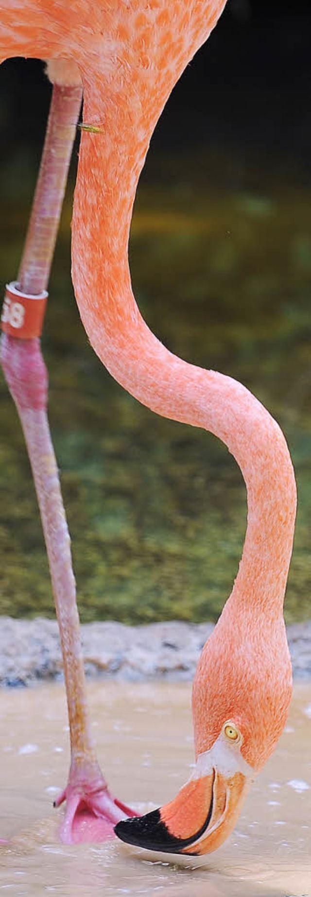 Gast im Aargau: Flamingo  | Foto: AFP