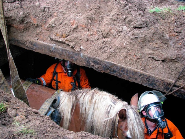 Pferd unter Tage: Die Feuerwehr befrei...nst fr Pferdedung genutzt worden war.  | Foto: Monika Rombach