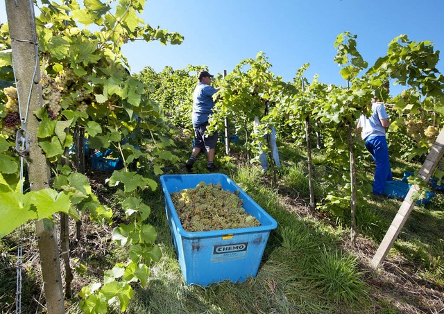 Mit der Solaris-Ernte hat die Weinlese...im Bereich Ehrenkirchen/Bad Krozingen.  | Foto: dapd