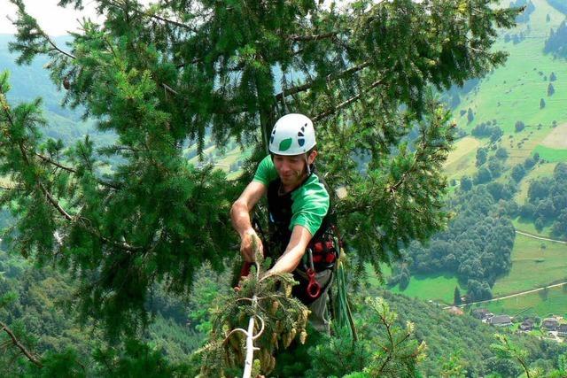 Zapfenpflcker klettern auf Mnstertler Douglasien