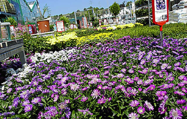 Der Herbstflor steht bereit.  | Foto: Ralf Staub