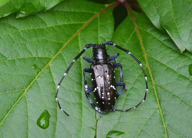 Der Asiatische Laubholzbock ist ber d... droht gesunde Laubbume zu befallen.   | Foto: BZ