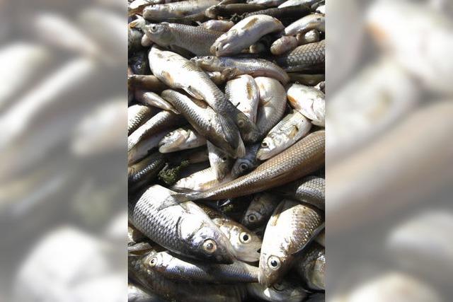 Mysterises Fischsterben bei Oberwolfach