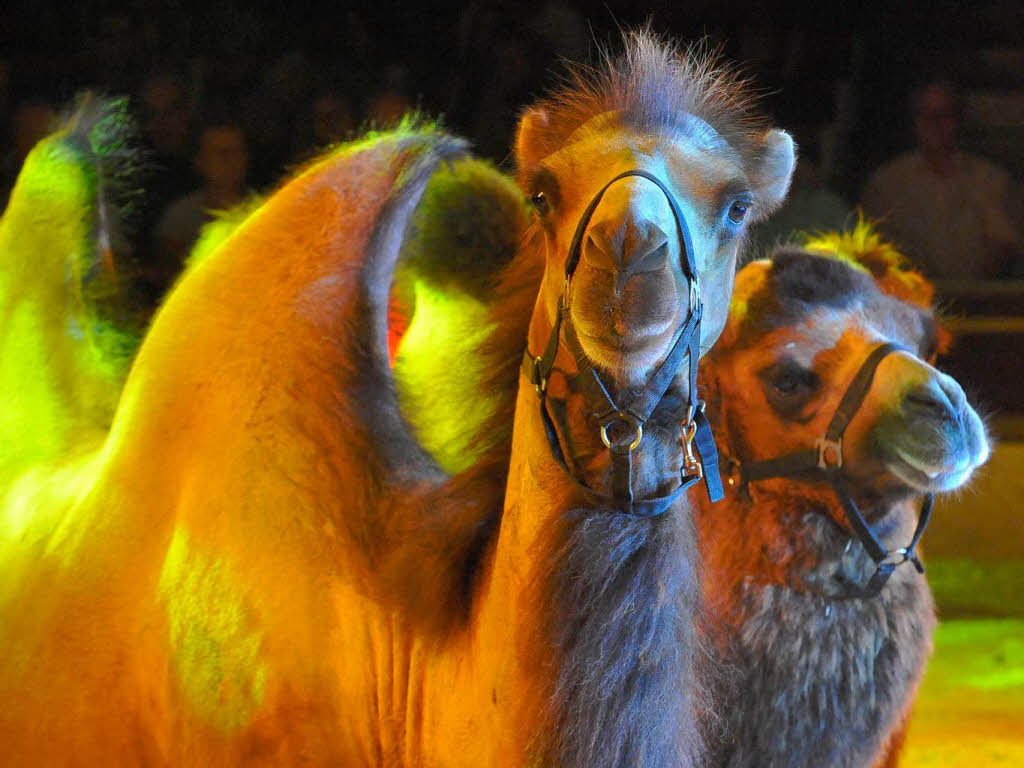 Menschen, Tiere, Sensationen – der Circus Louis Knie in Freiburg.