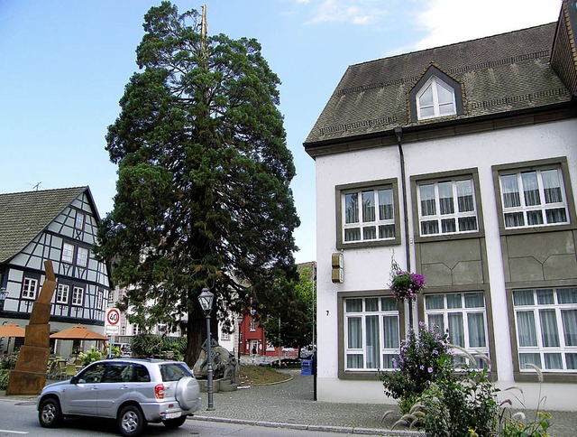 Vom Blitz getroffen: der stattliche Zeller Baum   | Foto: babic