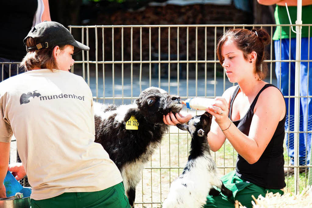 Tierpflegerin Elisabeth Göll füttert Yak-Rind Baadma. Tierpflegerin Elisabeth Göll füttert Yak-Rind Baadma.