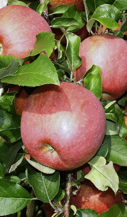 Die Äpfel wie alle Obstarten  zwölf Tage früher reif als üblich.   | Foto: BZ