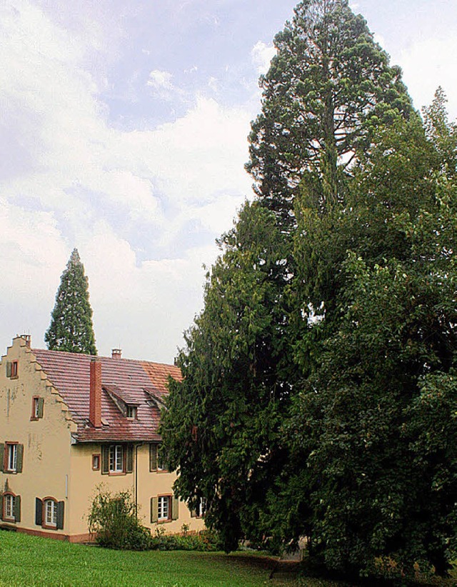 Hinter dem Isteiner Schlossgut ragt der majesttische Mammutbaum in die Hhe.   | Foto: Cremer