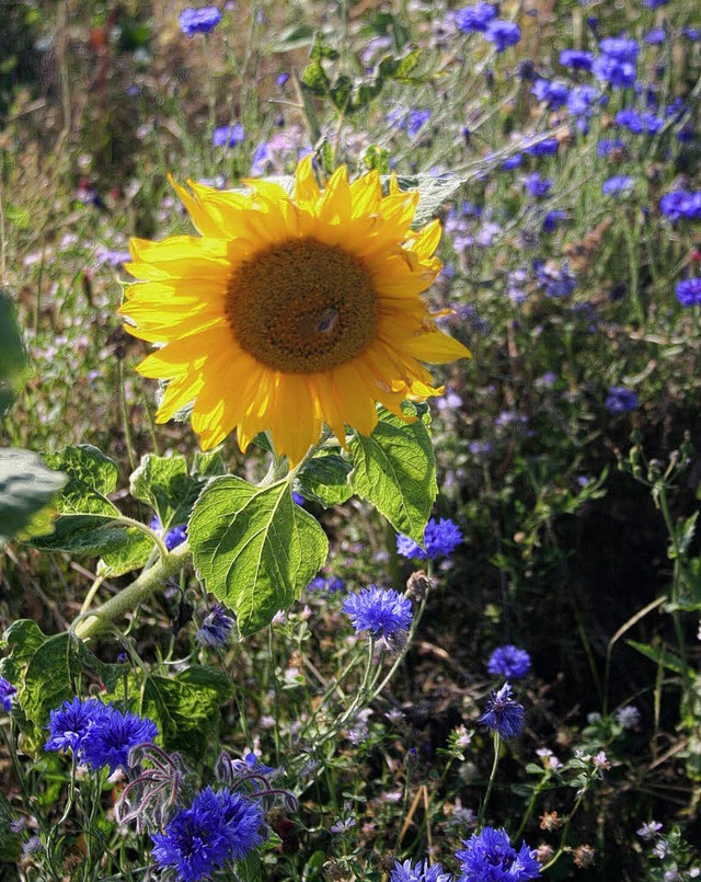 Herrliche Sonnenblumen ziehen die Honigbienen magisch an.  | Foto: Juliane Khnemund