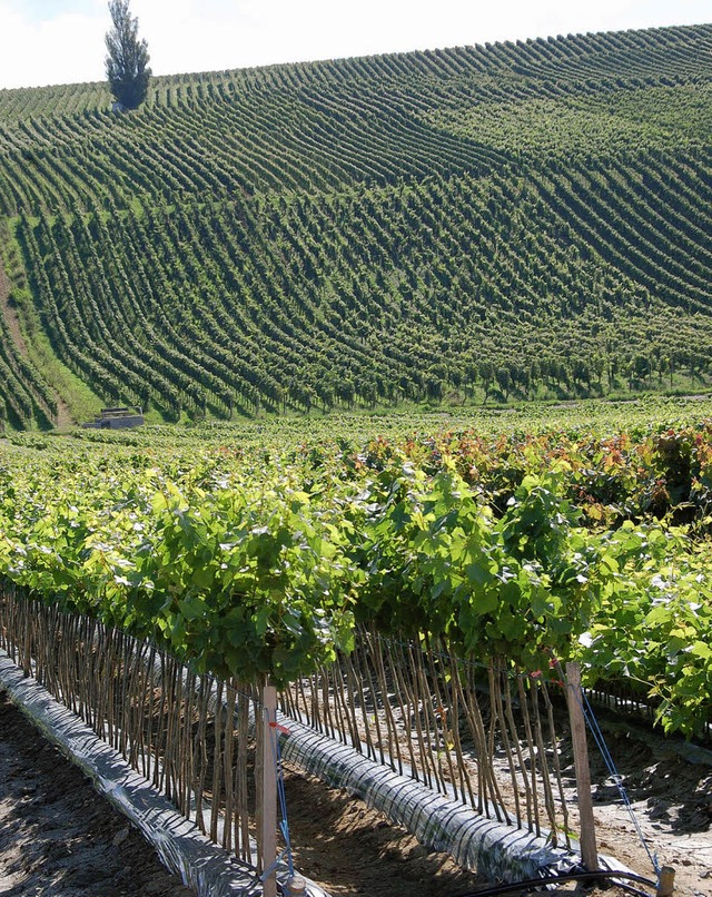 Beim Auggener Winzerfest sind  Fhrung...n Zchters Gundram Dreher vorgesehen.   | Foto: Sigrid umiger