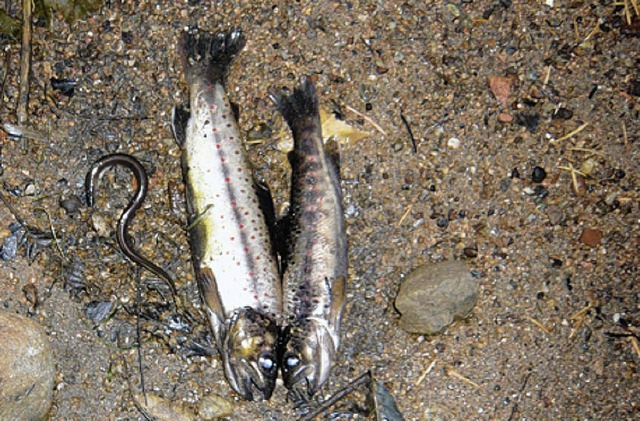 Tausende Fische sind verendet: Ursache unbekannt.    | Foto: Privat
