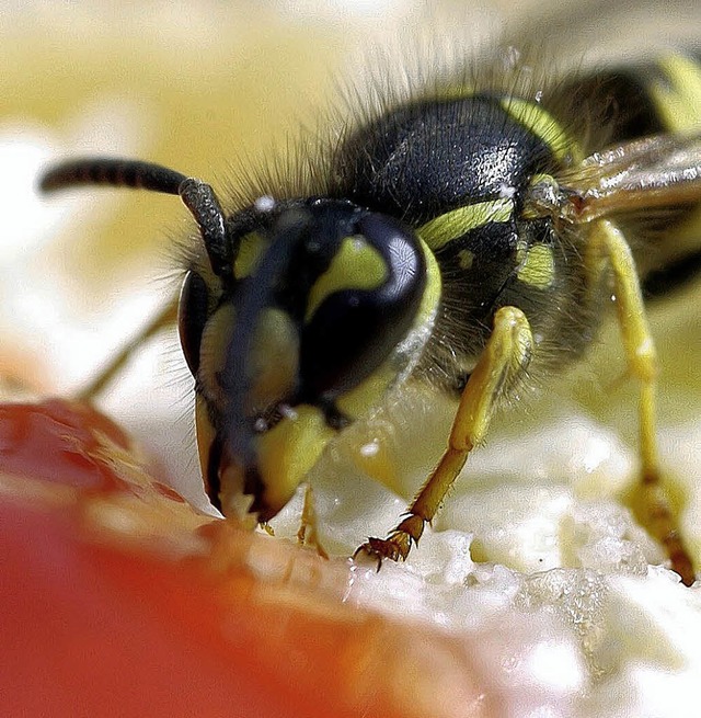 Die Wespe ist eine fr viele lstige Naschkatze.   | Foto: dpa