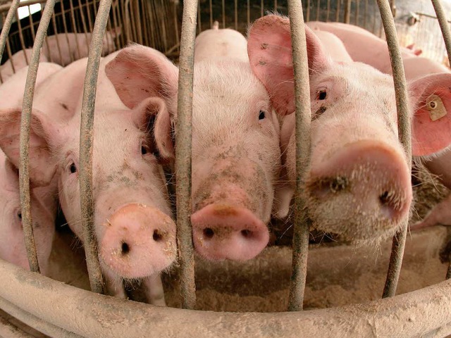 Schwein an Schwein: 30000 Ferkel im Ja...l ein Landwirt Urban Messner zchten.   | Foto: DPA/SK