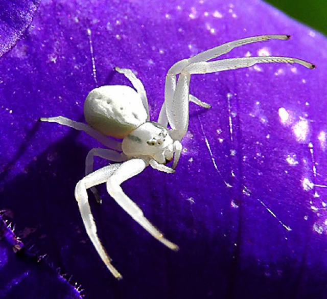 Weie Krabbenspinne auf einer Blte   | Foto: dpa