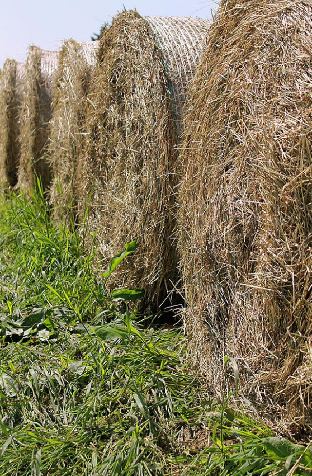 Die Ernte kann nun eingefahren werden.   | Foto: Cornelia Liebwein