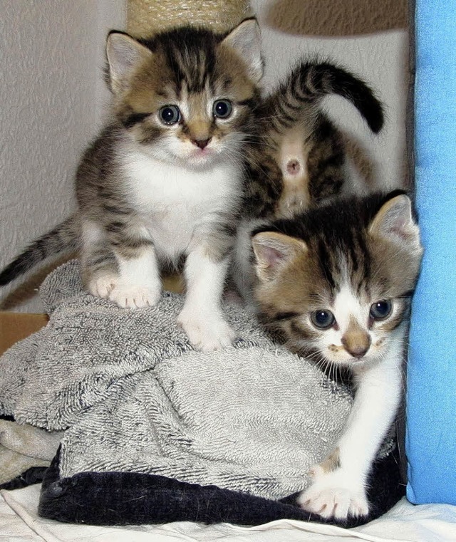 Auch viel junge Katzen werden im Tierheim betreut.   | Foto: BZ