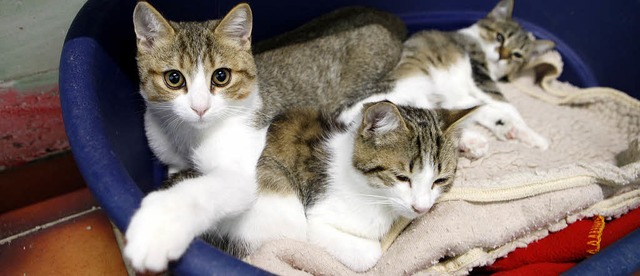 Im Tierheim warten zahlreiche Katzen a...ues Zuhause; wer kann da widerstehen?   | Foto: Ch. Breithaupt